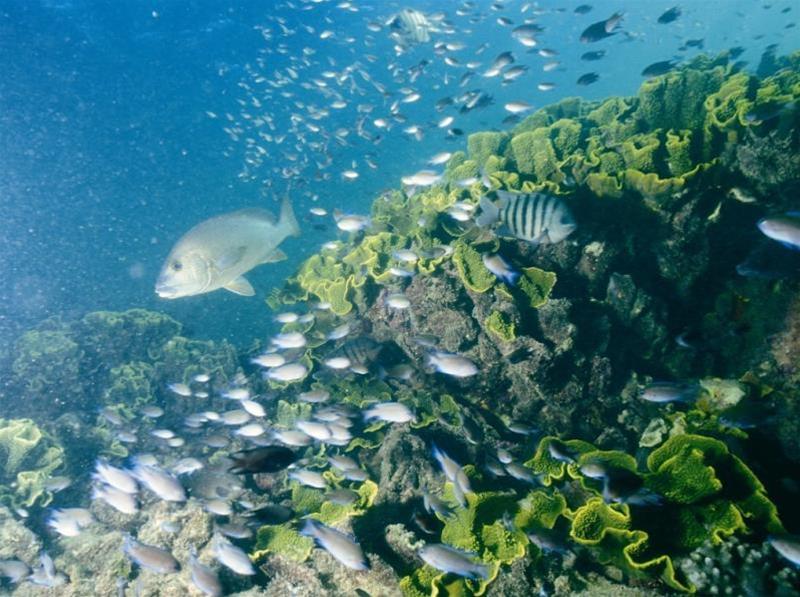 Diving at Turtle Bay