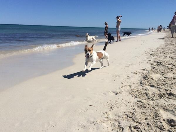Whitfords Dog Beach