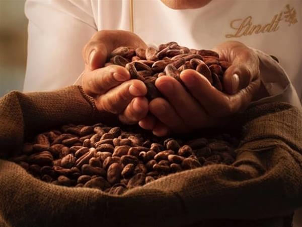 Lindt Watertown