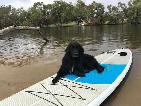 Pups on SUPs
