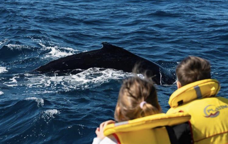 Mills Charters Whale Watching Tours