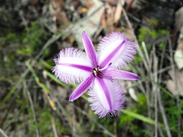 Wildflower Wander In Kondil Park