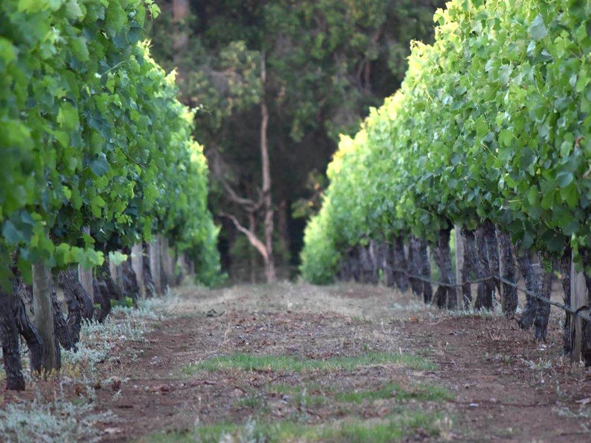 Whimwood Estate Wines