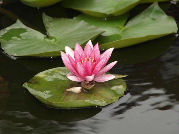 OM Day Spa