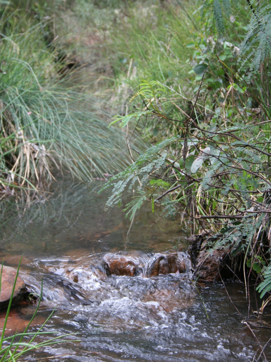 Lane Poole Reserve