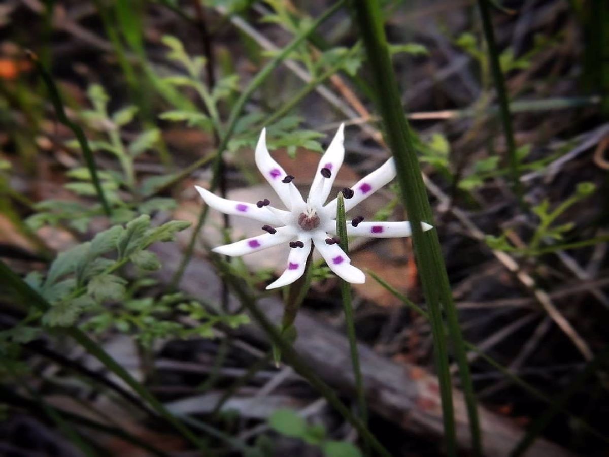 Wildflowers of Toodyay