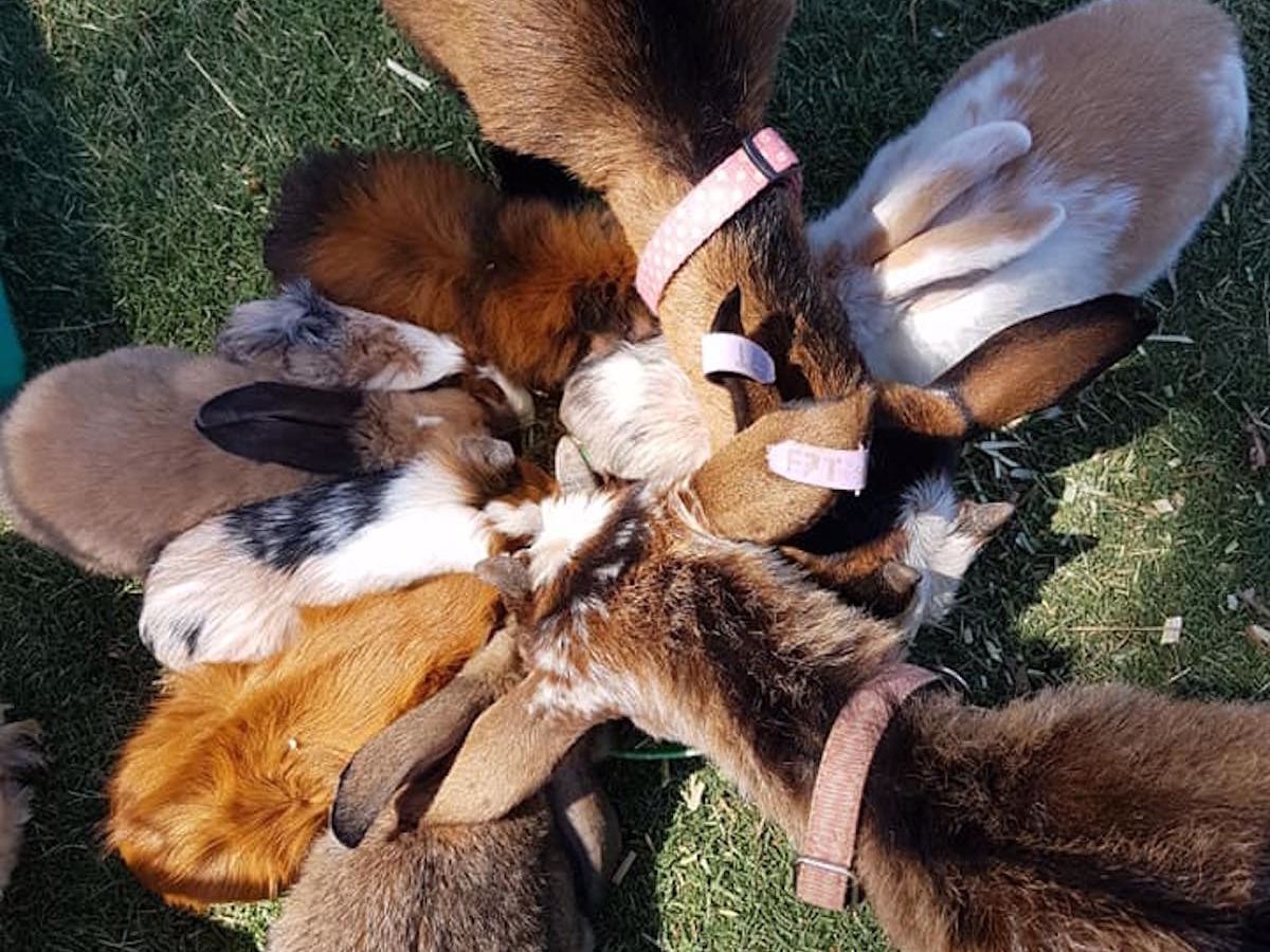 Toodyay Fairytale Farm