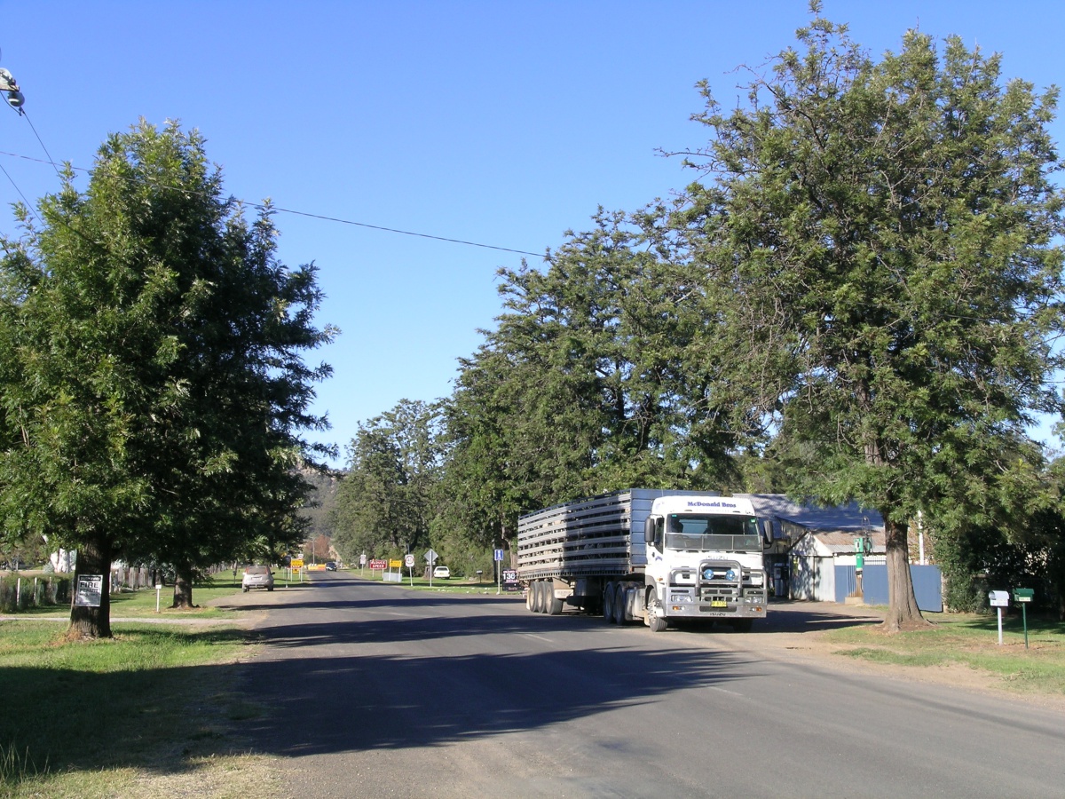 Woolomin
