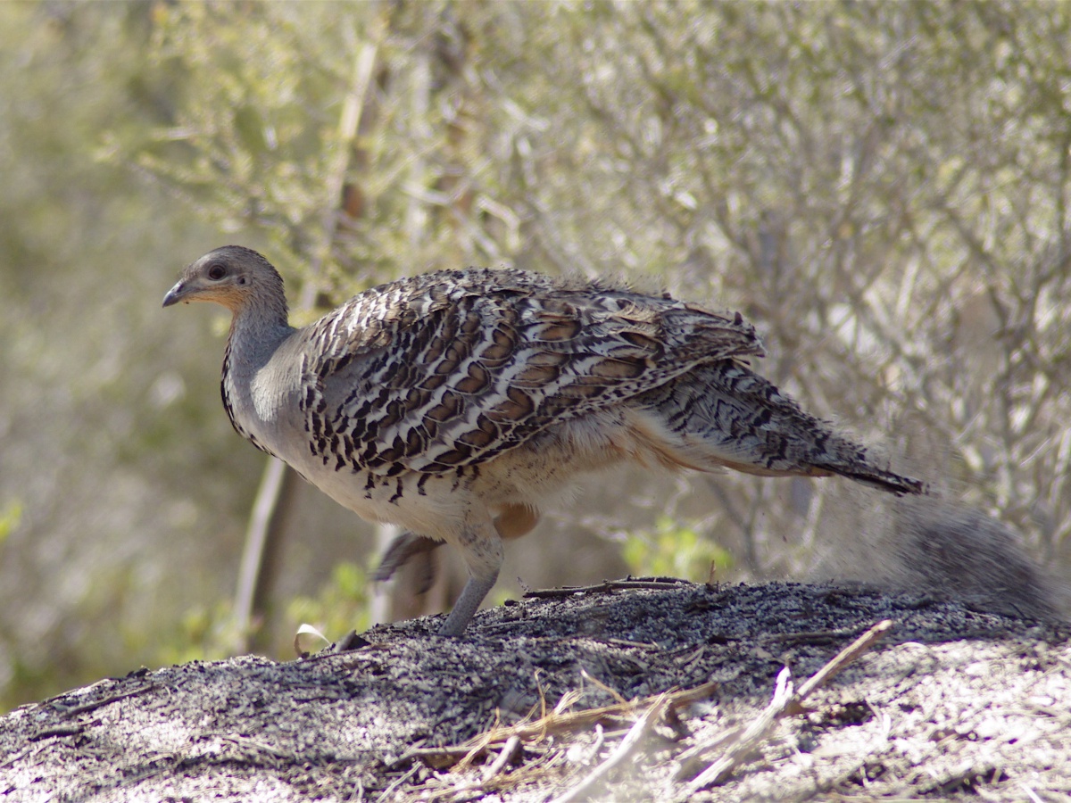 Yumbarra