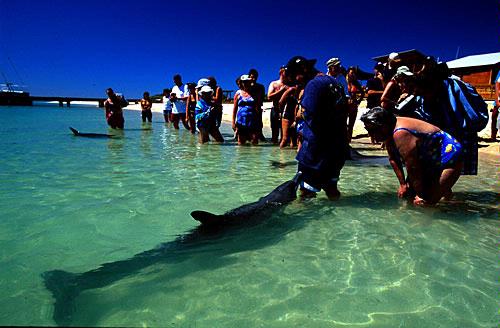 Monkey Mia Dolphins
