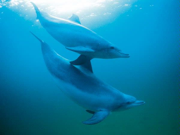 Dolphin Discovery Centre