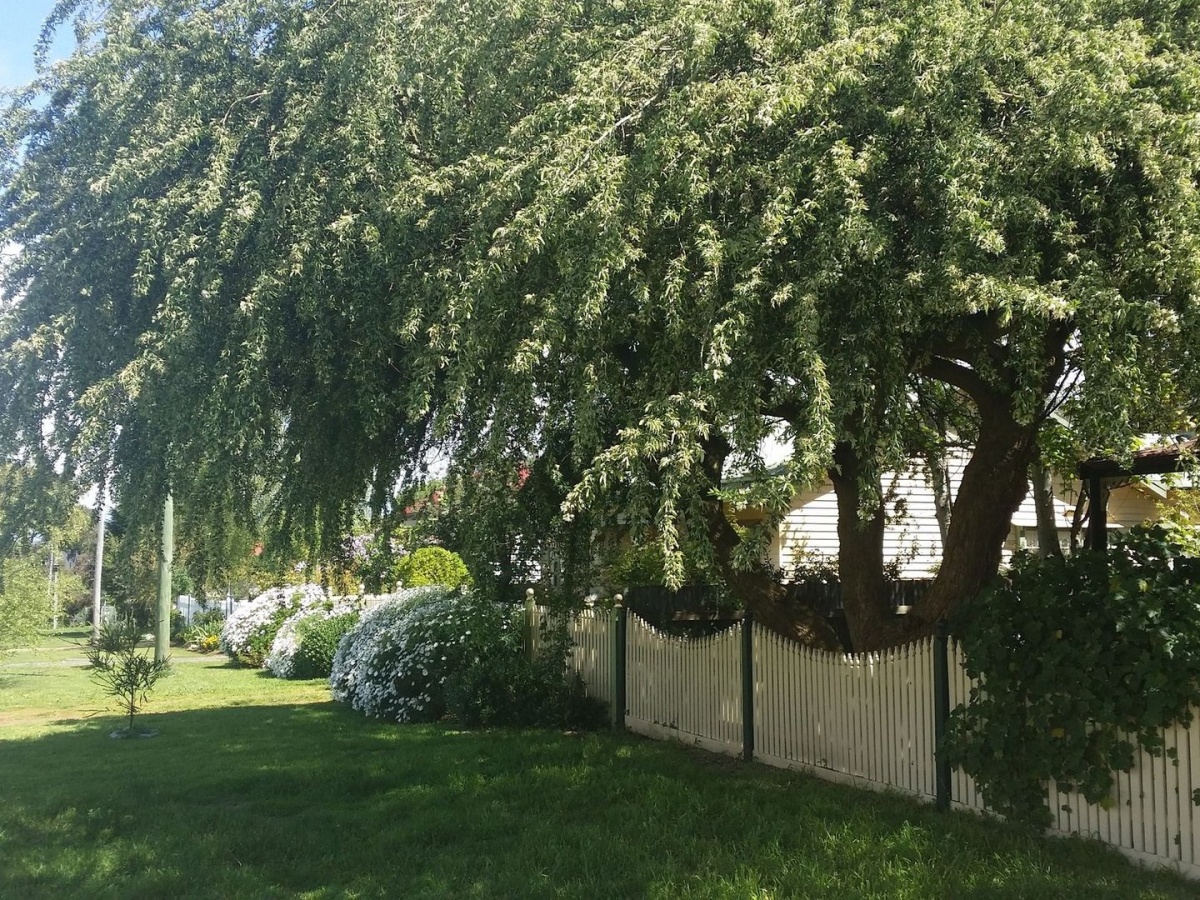 Abelia Cottage of Daylesford Botanical