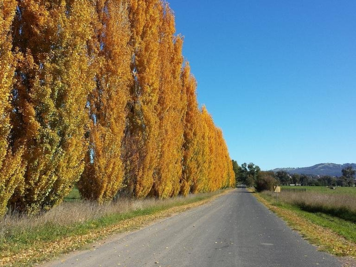 Harriet House Tumut