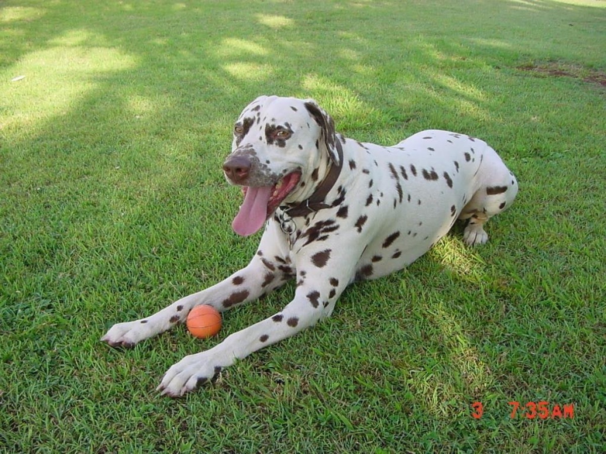 Tropical Coast Retreat – Pet Friendly