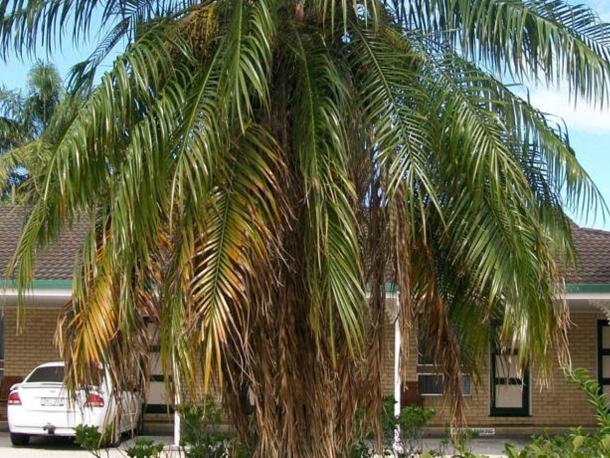 Ballina Colonial Motel