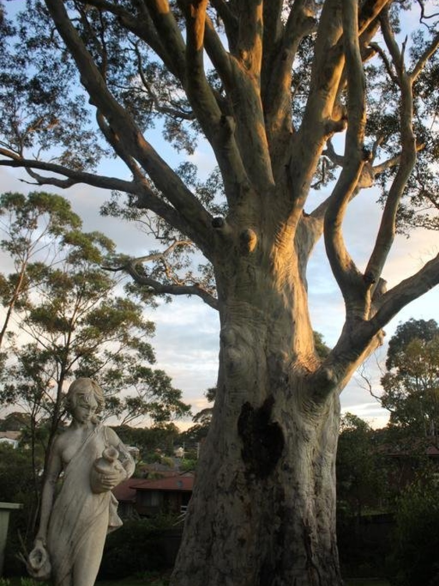 The Tree Motel