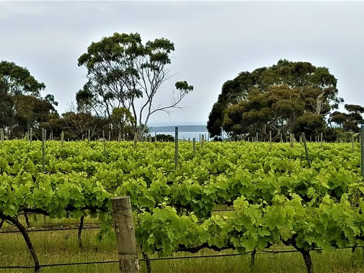 Gardner’s Vineyard, North Shields