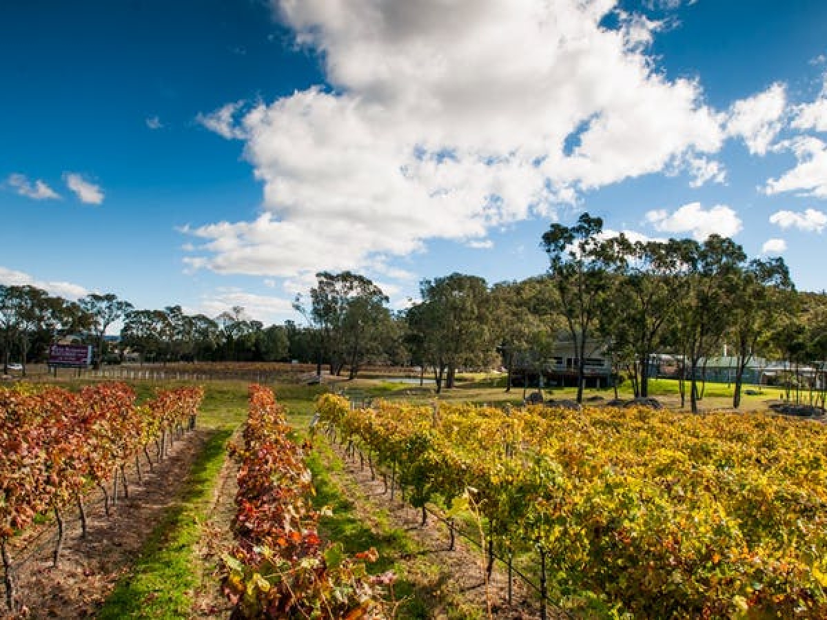Banca Ridge Cellar Door and Vineyard
