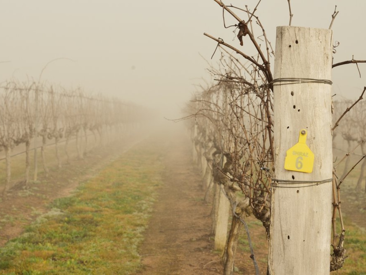 Tobin Wines