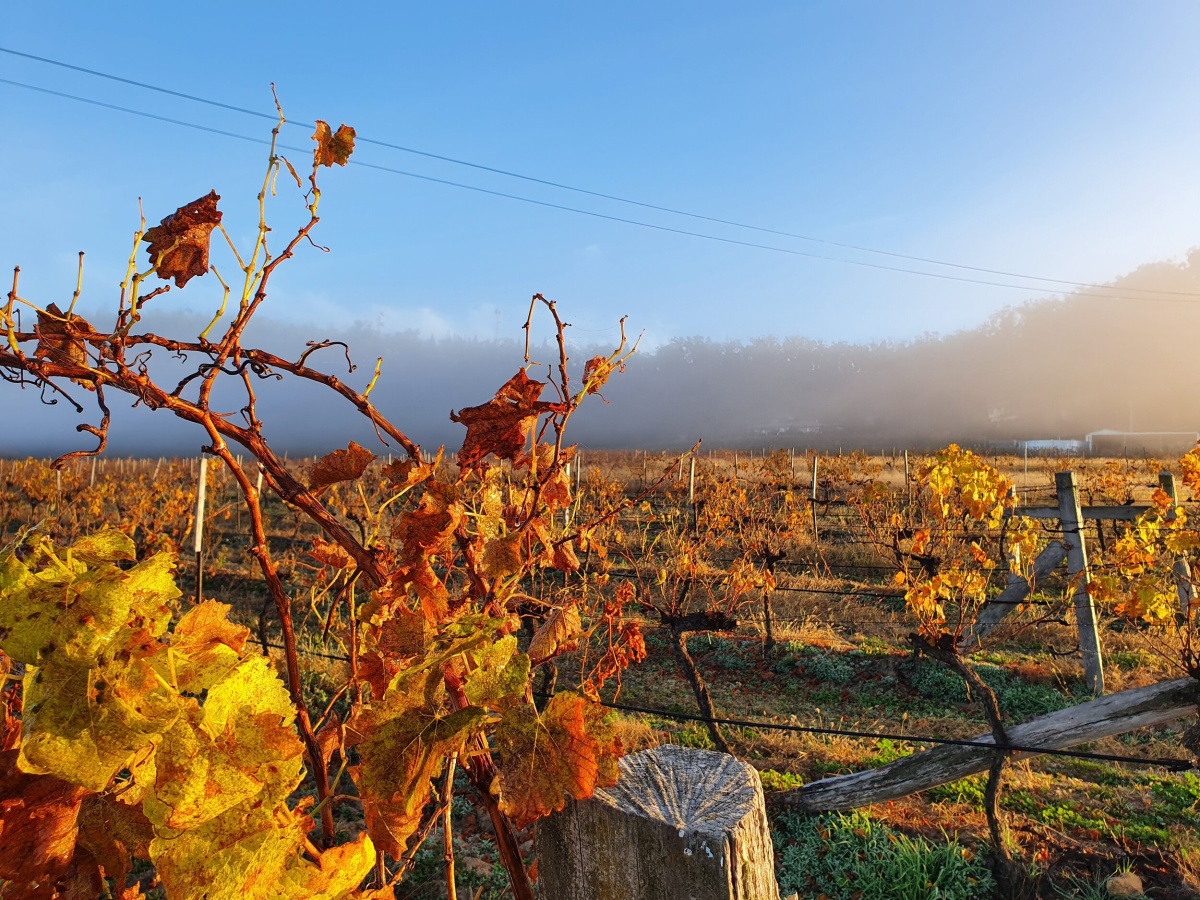 View Wine by Sancerre Estate