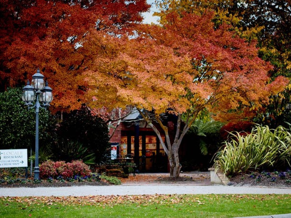 De Bortoli (Hunter Valley)