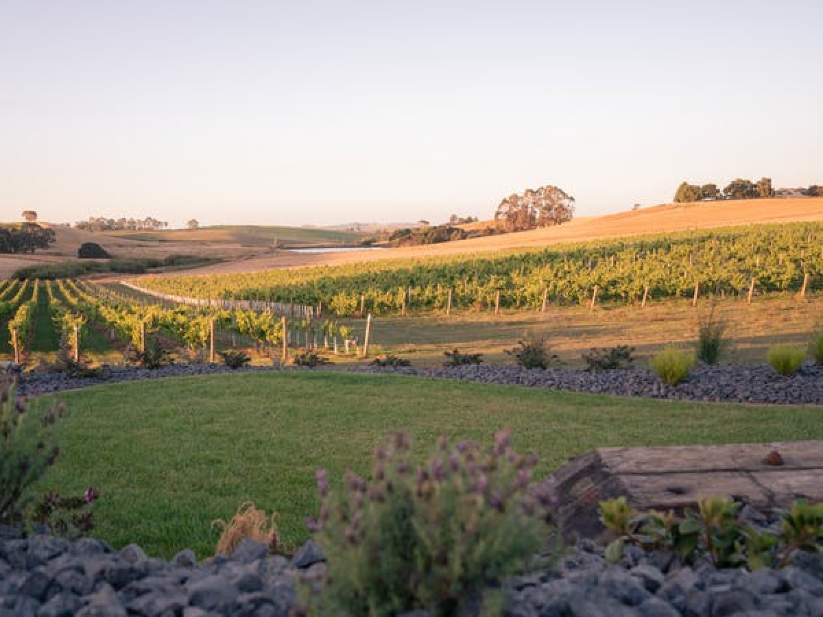 Eastford Creek Vineyard