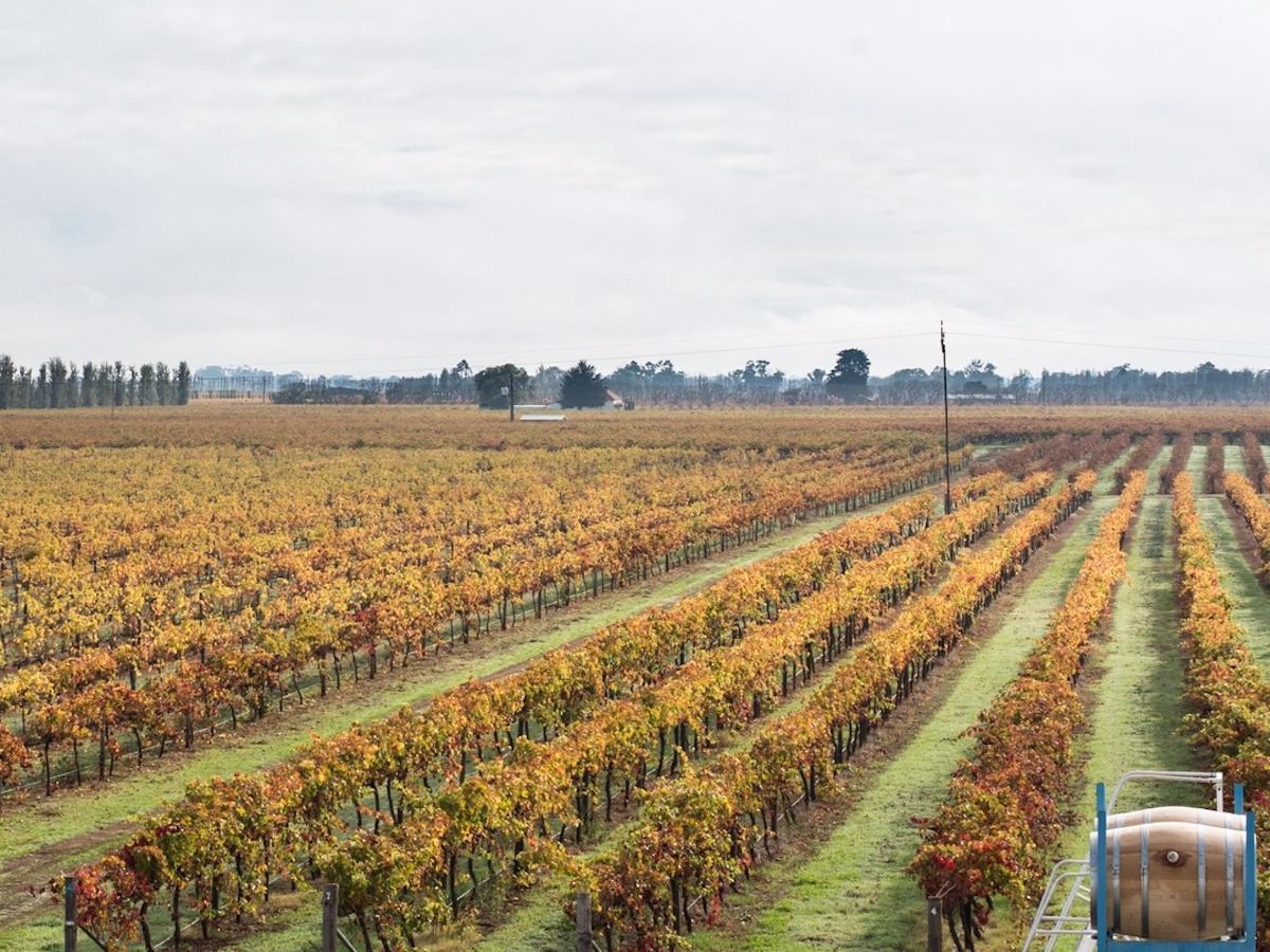 Brand’s Laira Coonawarra