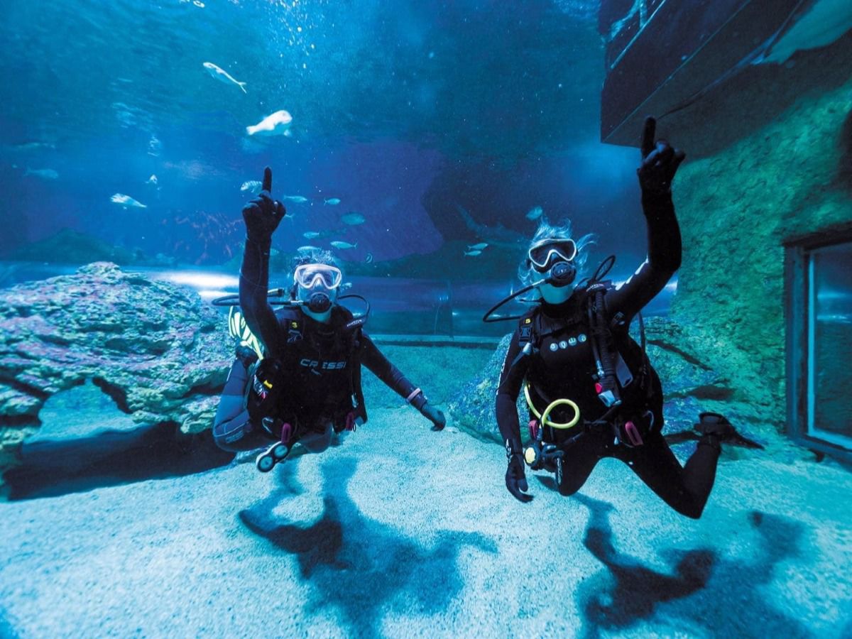 Snorkel with Sharks at AQWA