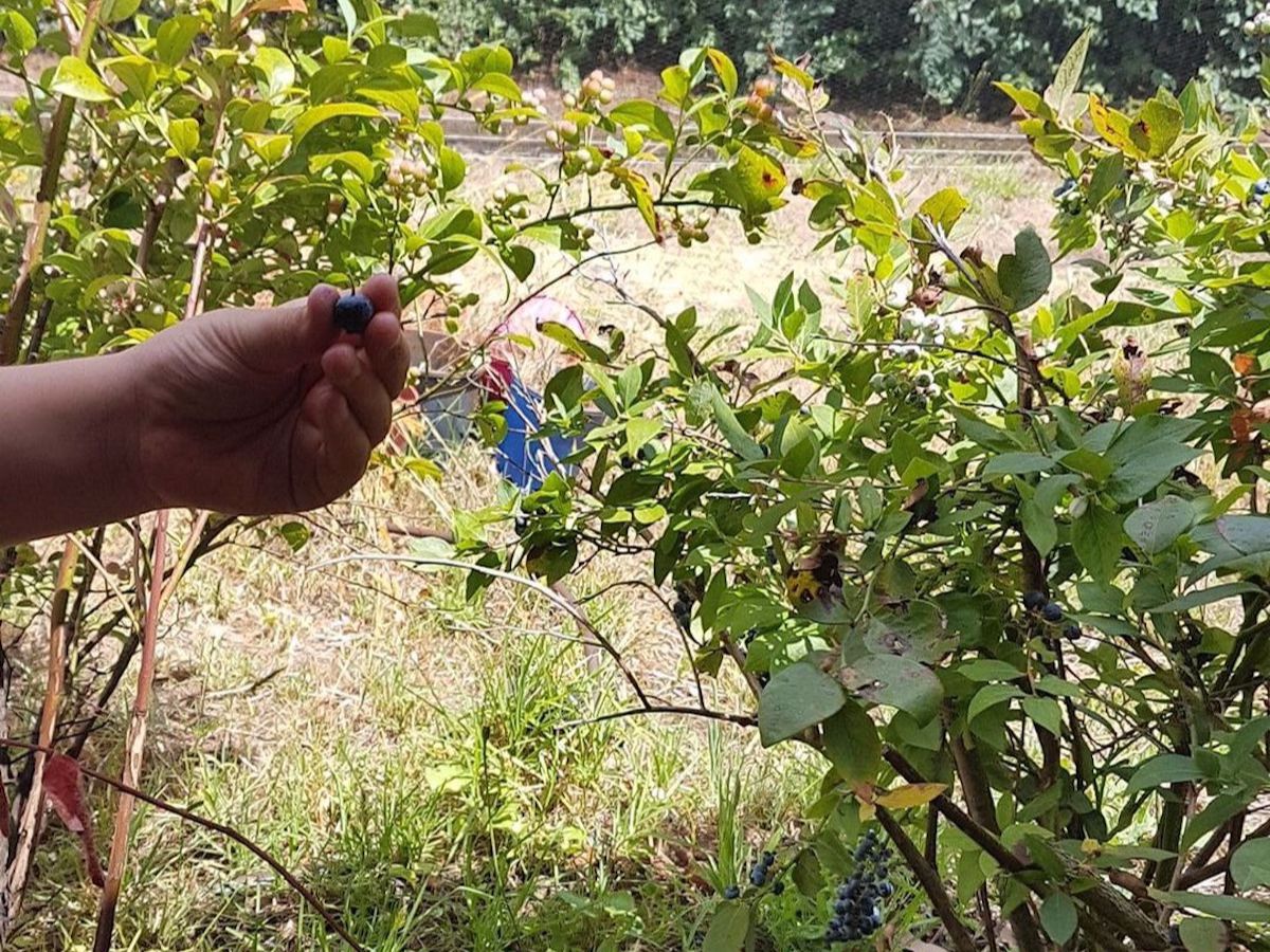 Eden Gate Blueberry Farm