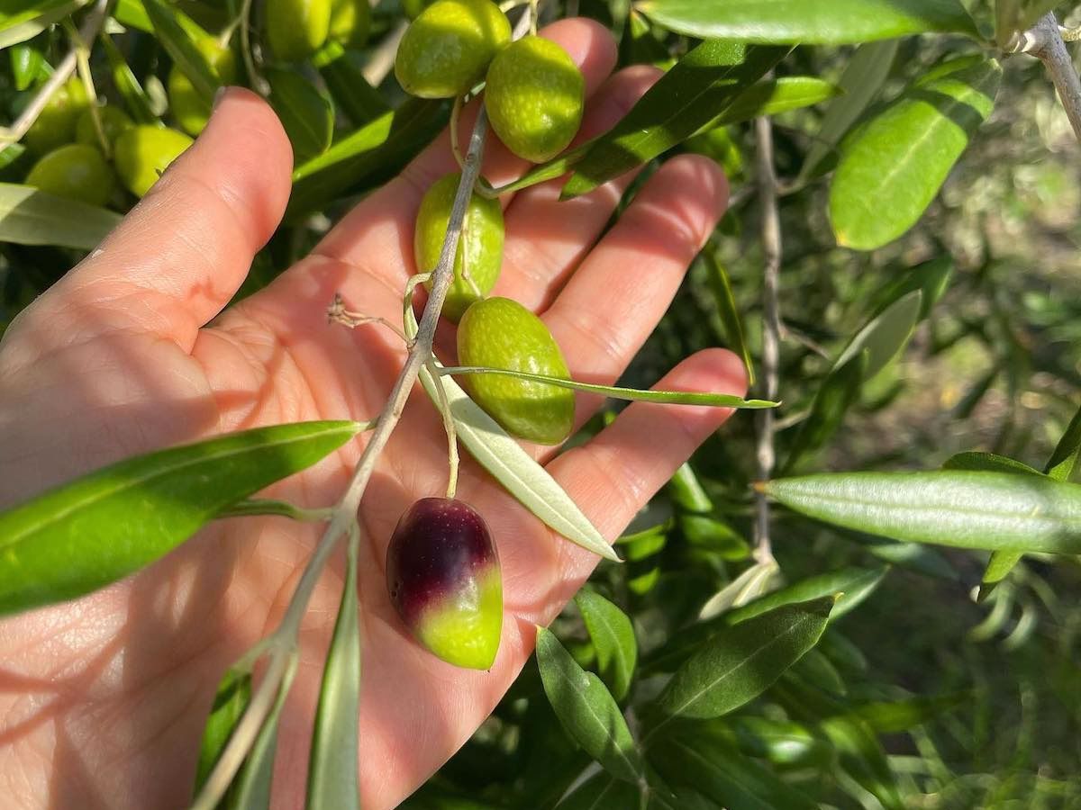 Wild Olive Farm