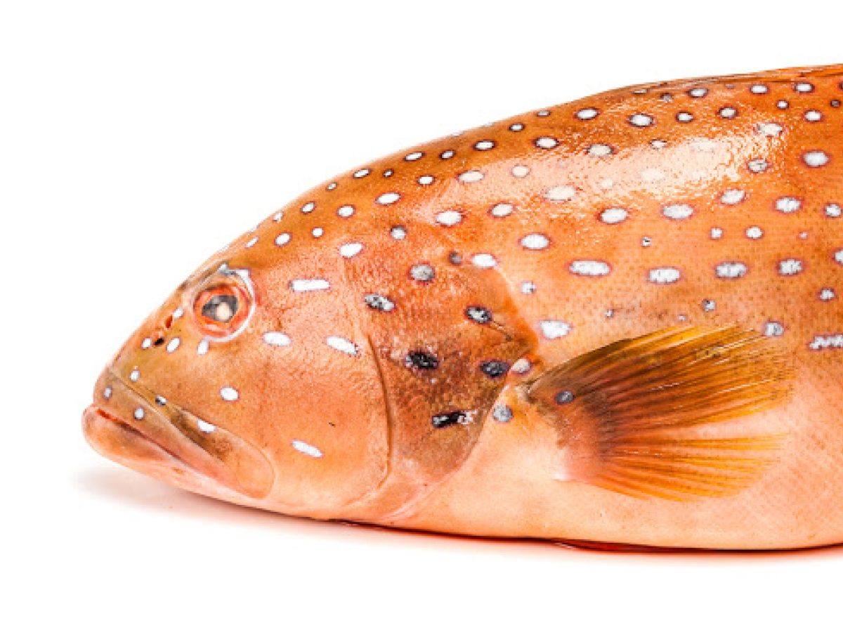 Wampfish Roes Wrasse & Roe - Scoop Digital - Australia's largest lifestyle & travel ...