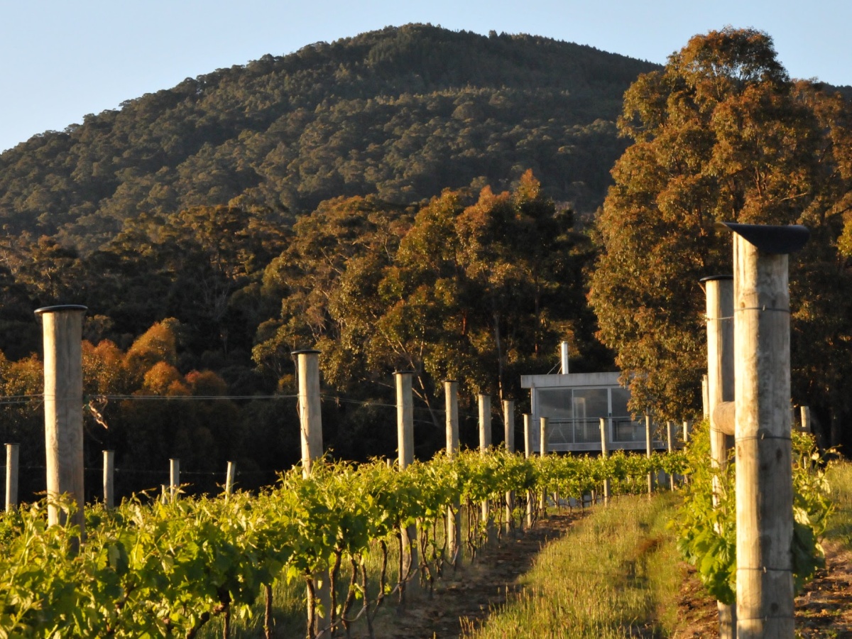 Mount Towrong Vineyard, Mount Macedon