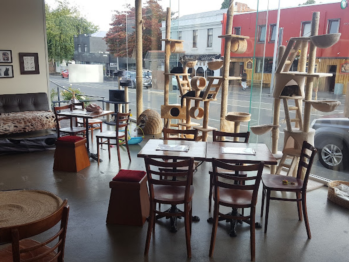 Hobart Cat Cafe