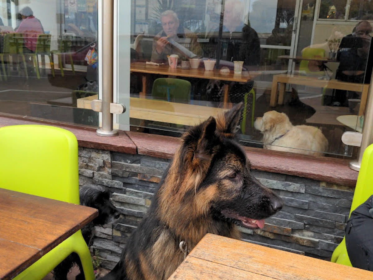 Pirate Cat Cafe