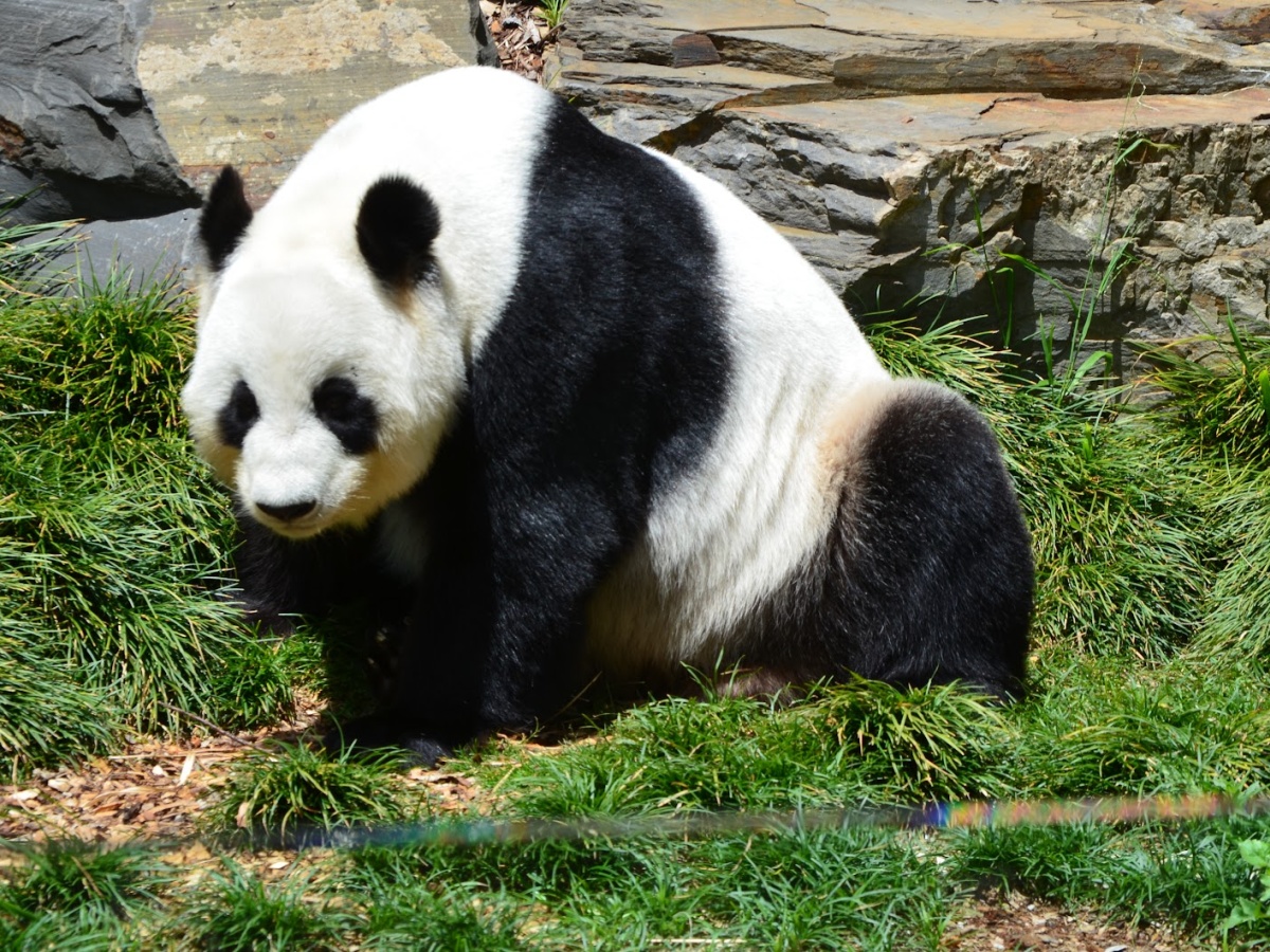 Adelaide Zoo, Adelaide