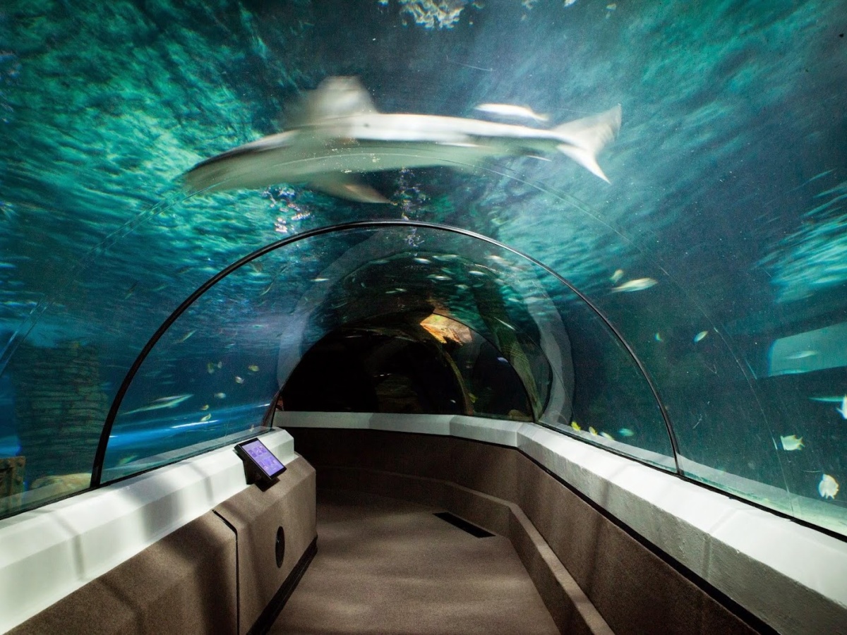 SEA LIFE Sunshine Coast Aquarium