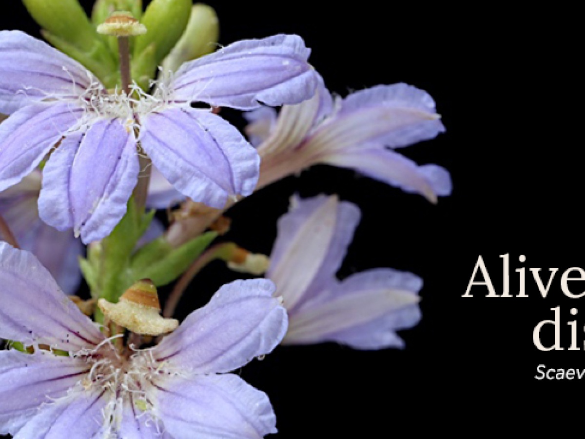 Australian National Botanic Gardens