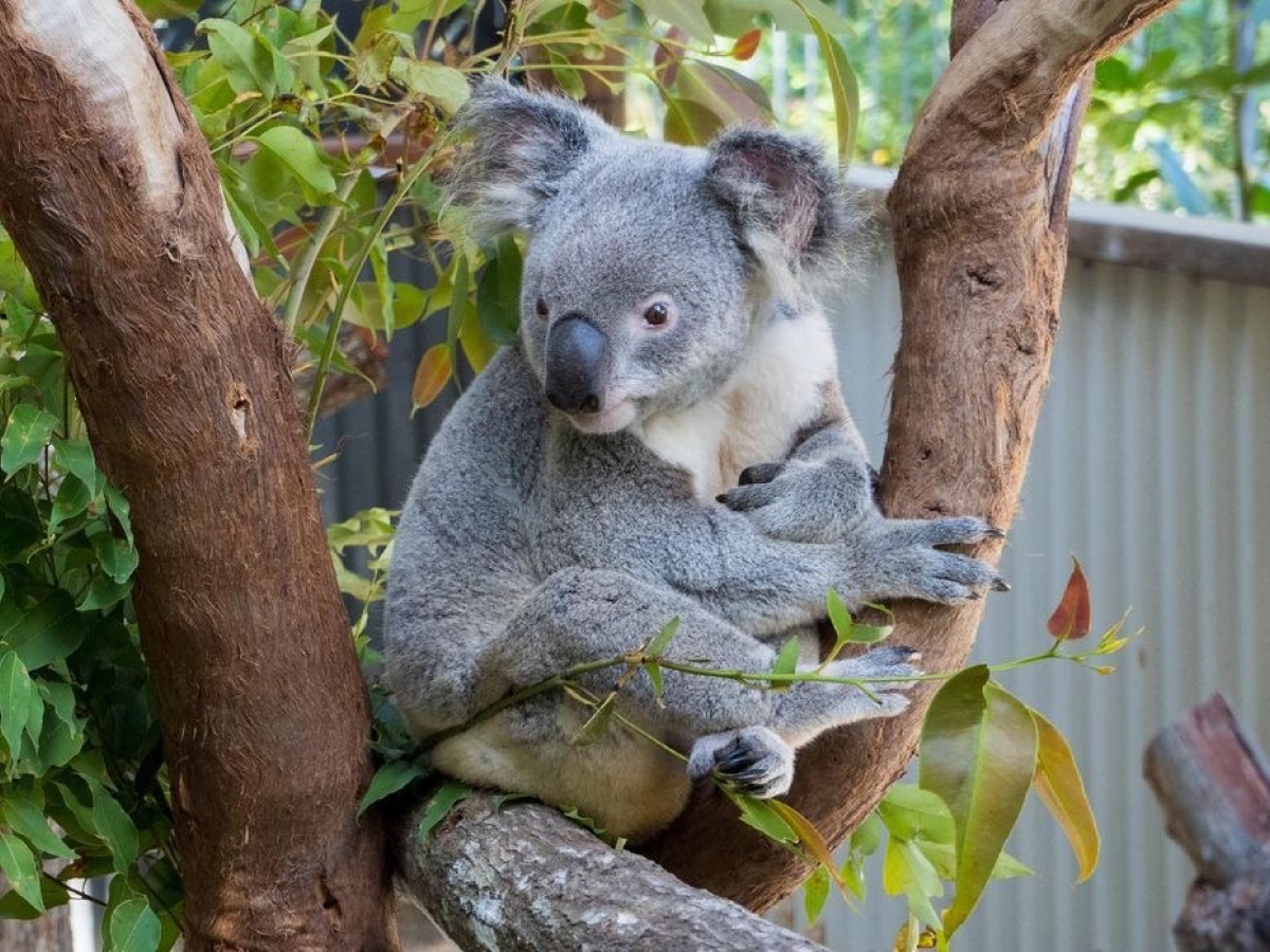 Kuranda Koala Gardens