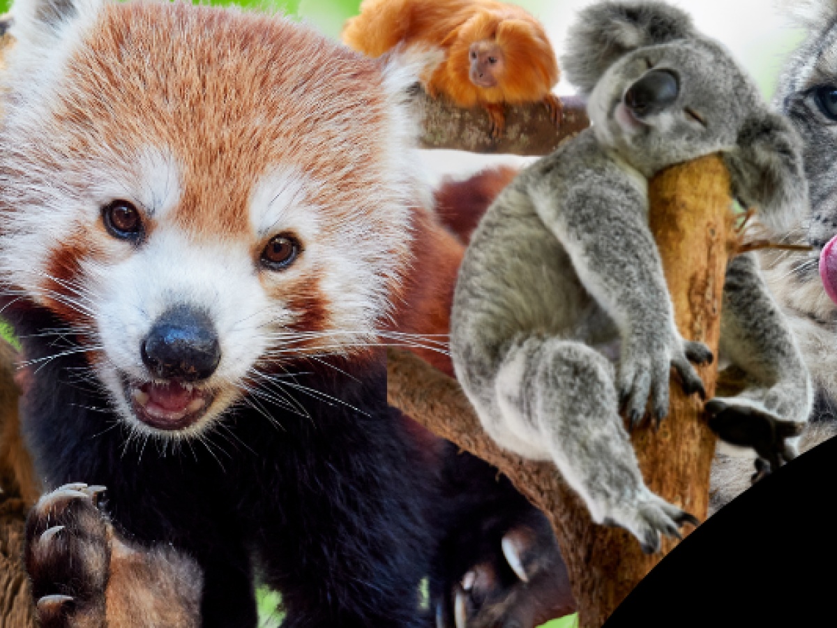 Billabong Zoo: Koala & Wildlife Park
