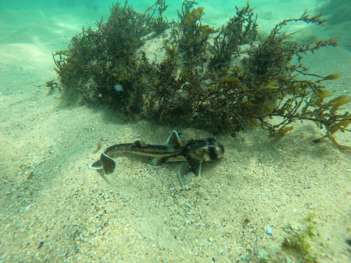 shelly beach