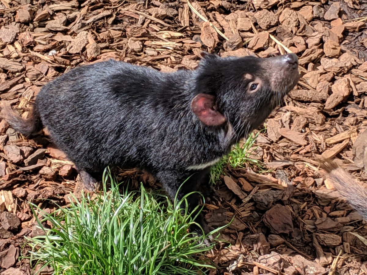 Tasmania Zoo