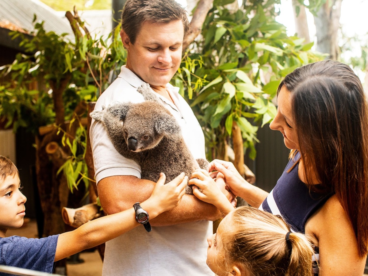 Hamilton Island Wildlife