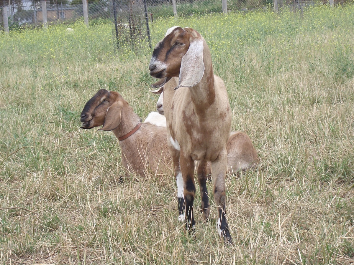 Collingwood Children’s Farm