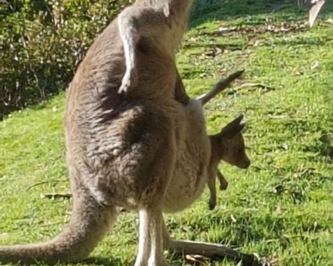 Active Tours Australia