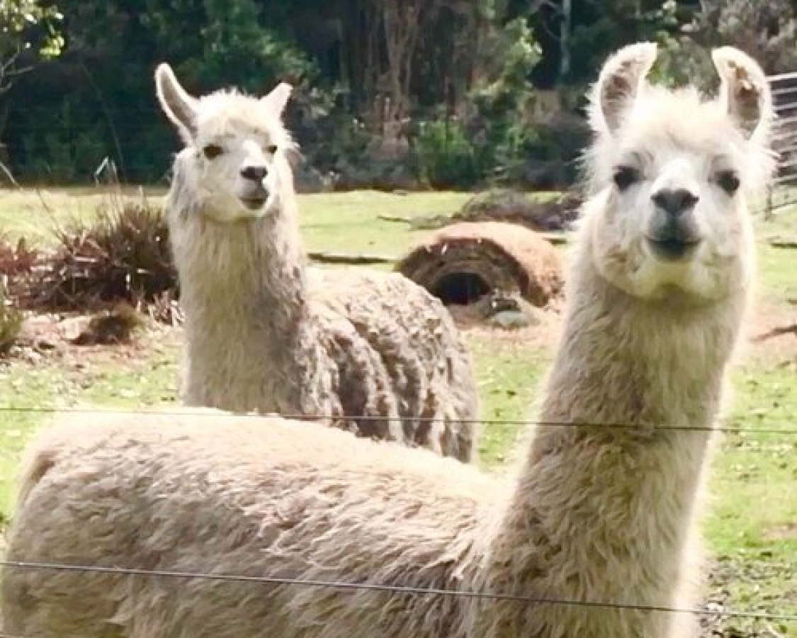 Access Llamas