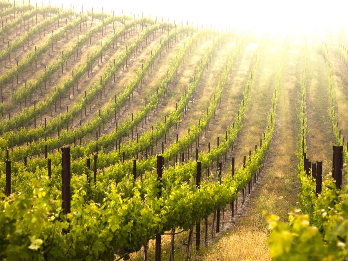 Hunter Valley Wine Tour Specialists, Bellbird Heights