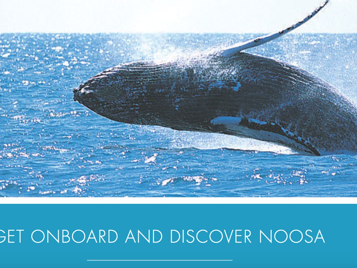 Noosa Whale Watch