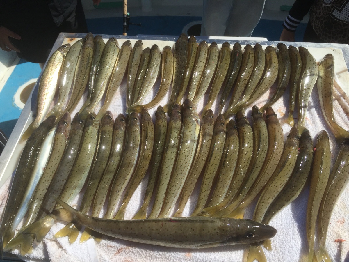 Westernport Fishing Charters