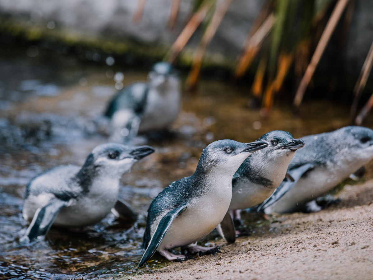 The National Aquarium of New Zealand