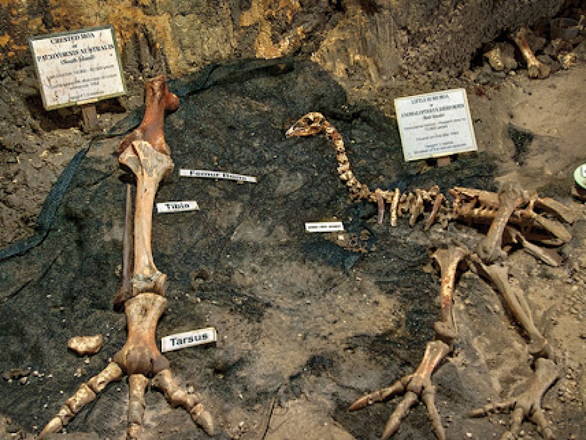 Ngarua Caves